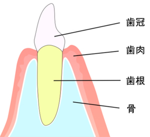 健康な歯ぐき